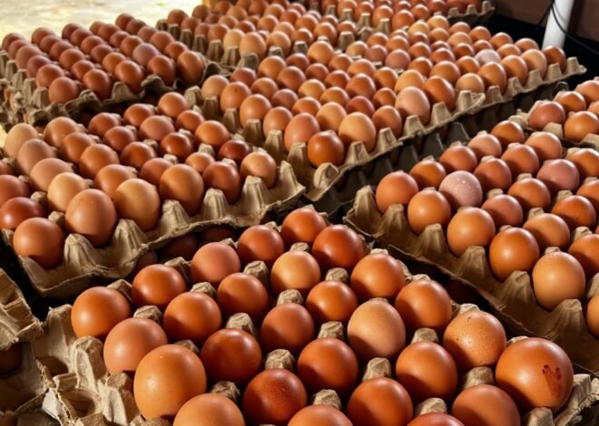 Program Pembinaan Kemandirian Lapas Cianjur Sukses Pasok Telur ke Dapur MBG