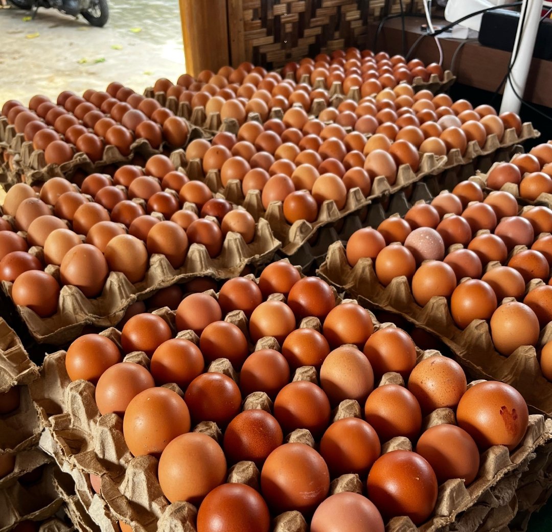 Program Pembinaan Kemandirian Lapas Cianjur Sukses Pasok Telur ke Dapur MBG