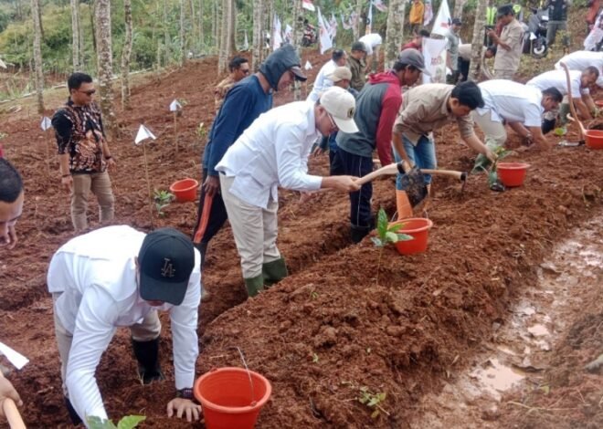 Gerindra Cianjur Jalankan Instruksi Presiden, Tanam 1.300 Pohon Ketahanan Pangan